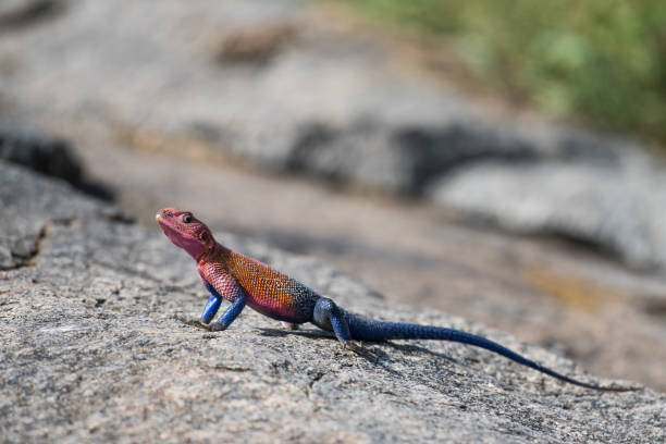 istock Colorful lizard on a stone in Tanzania 999187664