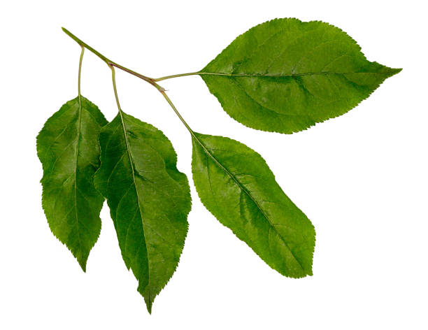 istock Leaves of apple. Apple tree branch. 999190688