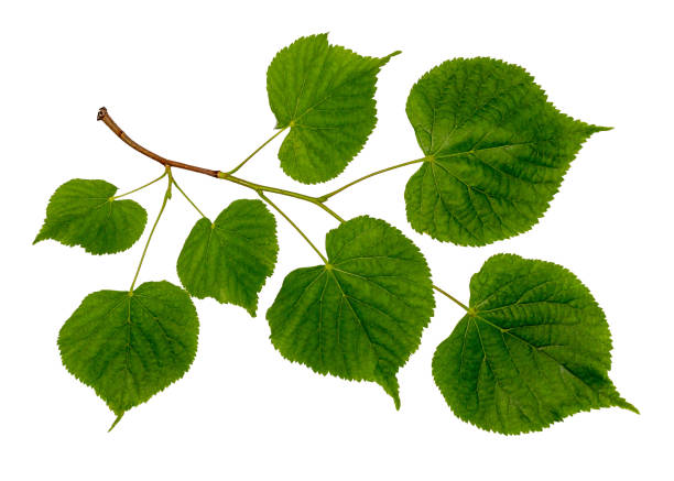 istock Linden branch isolated on white. 999190710