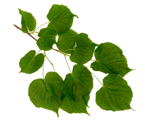 istock Linden branch isolated on white. 999191060