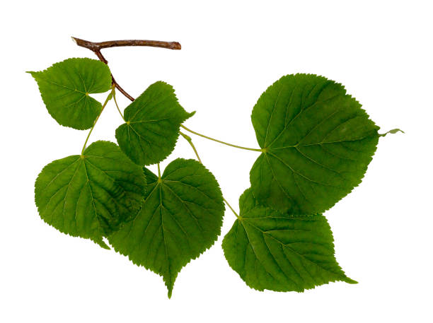 istock Linden branch isolated on white. 999191086