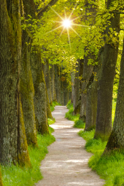 istock Avenue with many oak trees in row with footpath in the middle 999197222
