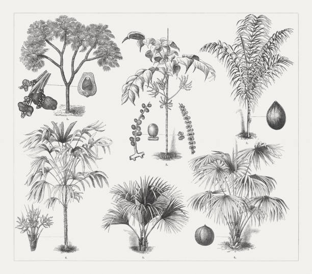 Varios palm trees, wood engravings, published around 1895 Palm trees: 1) Doum palm (Hyphaene thebaica) with nut (cross section) and fruit spike (left); 2) Chamaedorea pinnatifrons with inflorescence branches and nut; 3) Queen palm (Syagrus romanzoffiana) with fruit; 4) Broadleaf lady palm (Rhapis excelsa) with inflorescence; 5) Chinese windmill palm (Trachycarpus fortunei); 6) Cabbage-tree palm (Livistona australis) with nut. Wood engravings, published around 1895. syagrus stock illustrations