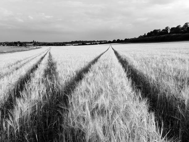 istock Tracks across barley field 999221212