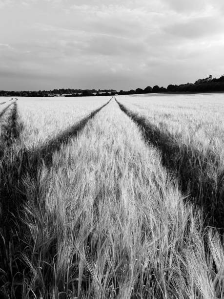 istock Tracks across barley field 999221238