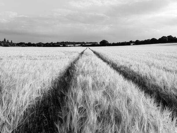 istock Tracks across barley field 999221312