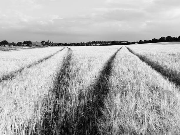istock Tracks across barley field 999221378