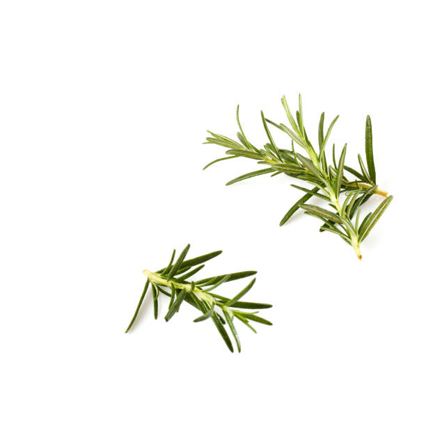 istock rosemary isolated on white background 999222898