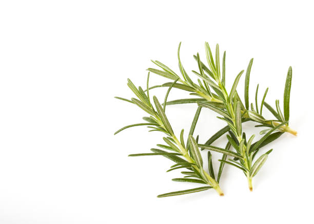 istock rosemary isolated on white background 999222906