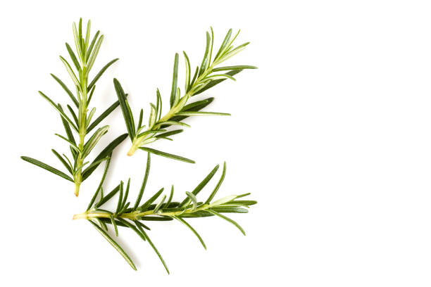 istock rosemary isolated on white background 999222908