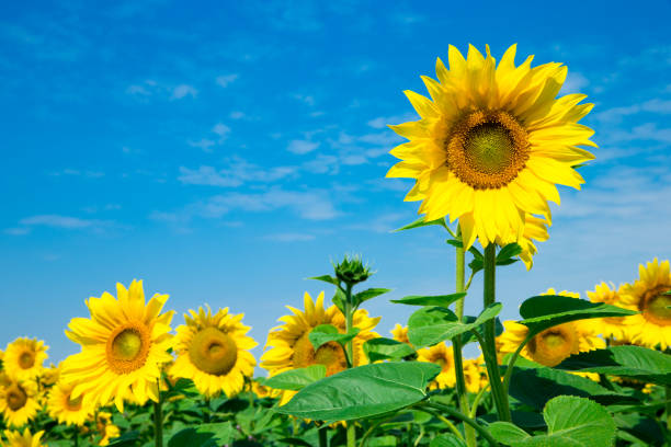 istock Sunflower field with cloudy blue sky 999226062