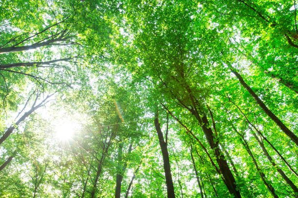 istock forest trees. nature green wood sunlight backgrounds 999226134