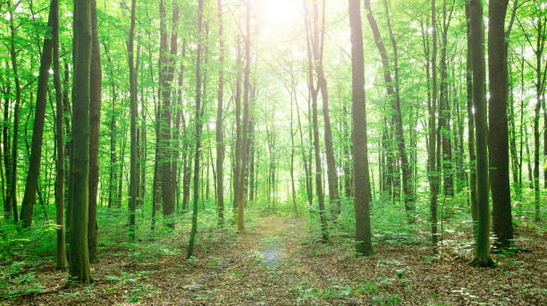istock Forest trees. nature green wood sunlight backgrounds 999226212