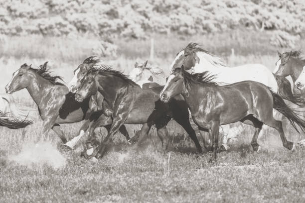 Running herd of horses in Utah. (photos professionally retouched - Lightroom / Photoshop - original size 8688 x 5792 canon 5DS Full Frame Downsampled as needed for clarity)