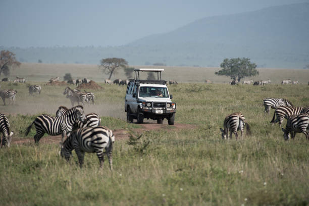 Toyota off-road truck on safari game drive in Serengeti National Park with migrating zebras stock photo