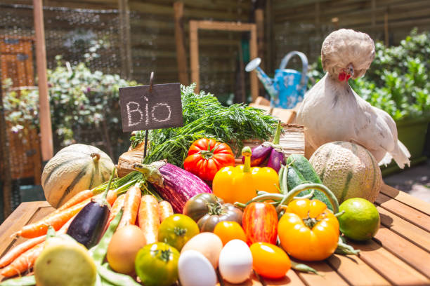 istock Vegetables Bio - vegetable garden and white hen 999230328
