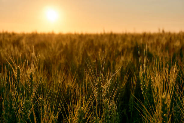 istock Yellow wheat field at sunset with copy space 999232190