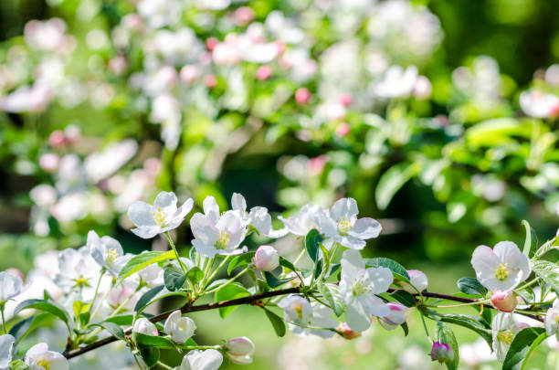 istock Blossom tree over nature background Spring flowers Background. Mother day. Branches of blossoming tree in garden. 999236736