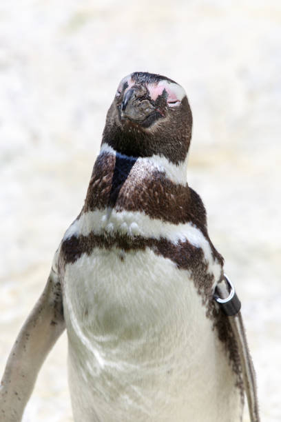 istock Magellanic Penguin Portrait. 999259876