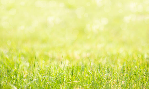 istock Spring background with grass in the foreground. Colorful natural background passing in blur. 999259888
