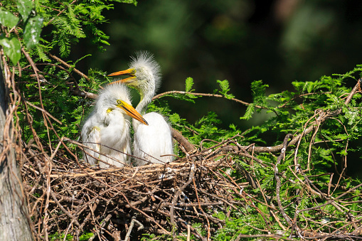 Two Great Egret Chicks sitting in their Nest on a bright April afternoon.