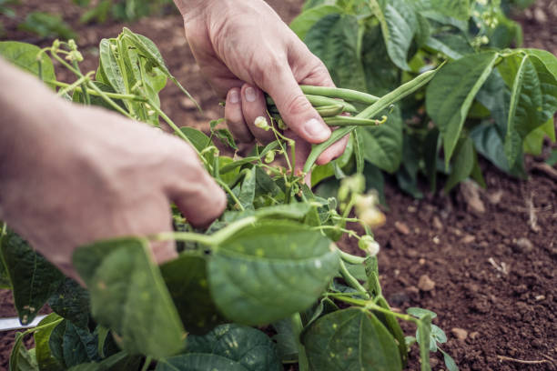 руки фермера собирают зеленую фасоль в огороде - gardening growth crop harvesting стоковые фото и изображения