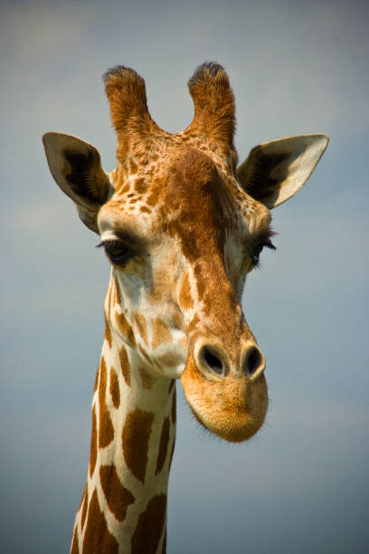 Giraffe (Portrait) stock photo