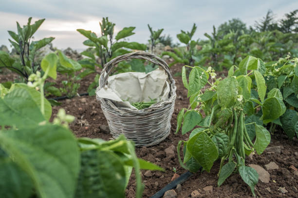 istock Green bean harvest. Agriculture 999285274