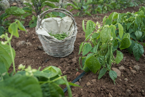 istock Green beans in a basket. Vegetable garden 999297968