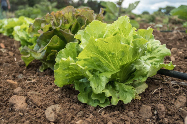 istock Row of fresh lettuces growing in a vegetable garden 999298270