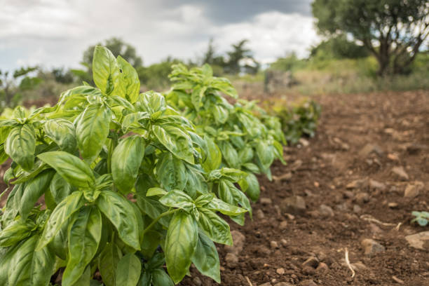 istock Row of basil plants growing in a vegetable garden 999299082