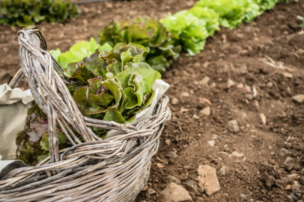 istock Lettuce harvest. Fresh lettuce in a wicker basket 999299762
