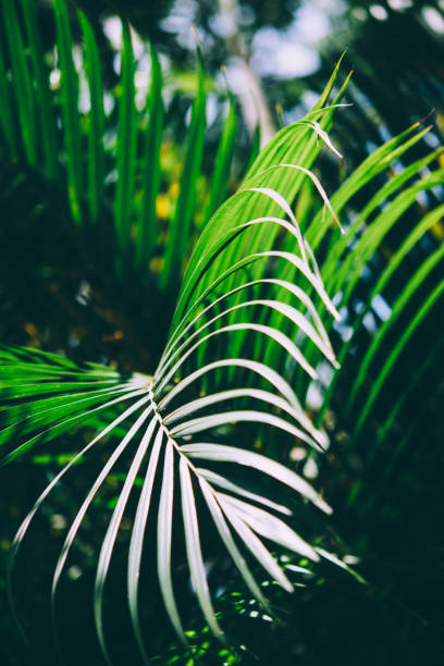 istock Palm leaves. Tropical background. 999303110