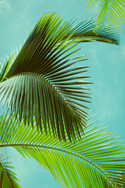 Palm leaves. Tropical background.