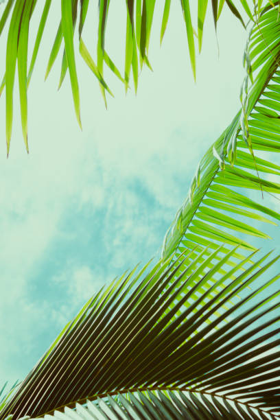 istock Palm leaves under blue sky. Tropical background. 999304446