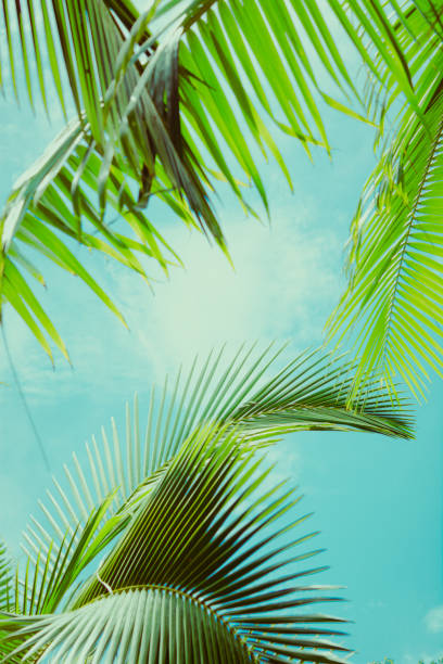 istock Palm leaves under blue sky. Tropical background. 999304952