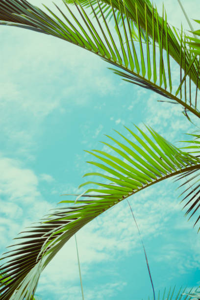 istock Palm leaves under blue sky. Tropical background. 999307578