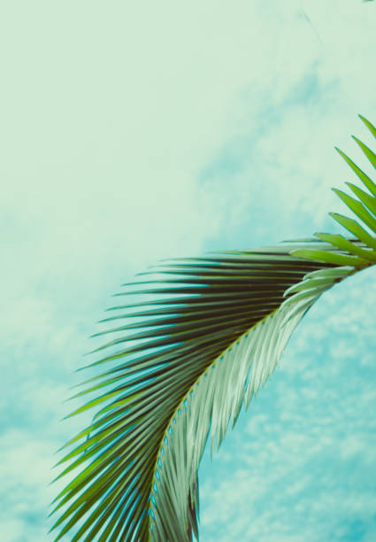 Palm leaves. Tropical background.