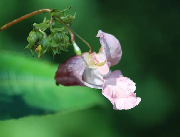 close up of Himalayan Balsam flower