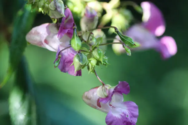 close up of Himalayan Balsam flower