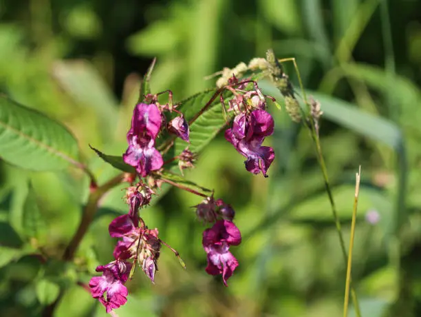 close up of Himalayan Balsam flower