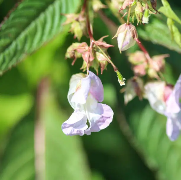 close up of Himalayan Balsam flower