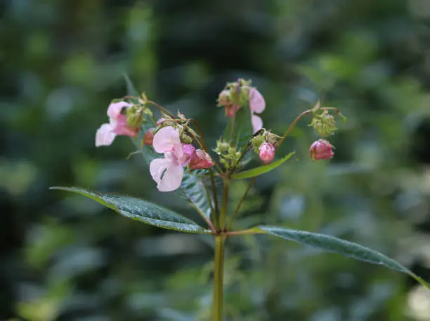 close up of Himalayan Balsam flower