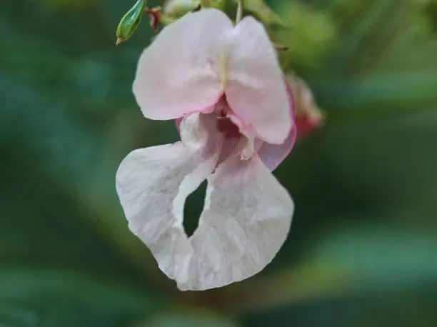 close up of Himalayan Balsam flower