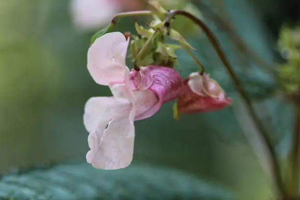 close up of Himalayan Balsam flower