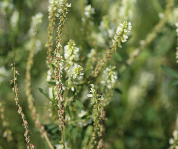 istock Melilotus albus, also known as honey clover, Bokhara clover (Australia), sweet clover, or white melilot, blooming in summer season 999317082