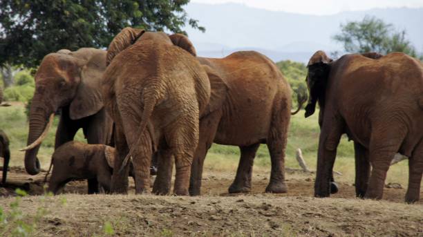 istock wildlife in kenya 999318212