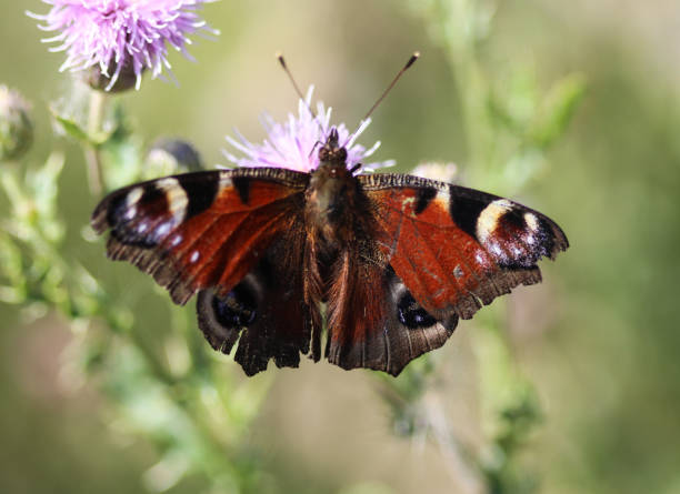 istock European peacock butterfly (aglais io) on dandelion flower 999318266