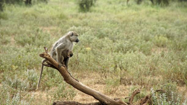 istock wildlife in kenya 999318884