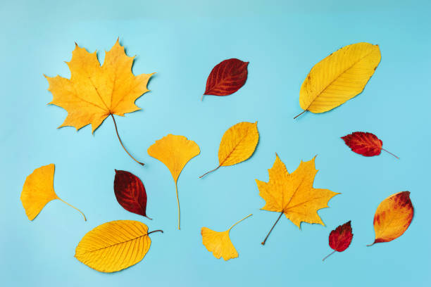istock Top view of autumn leaves on blue background 999324262